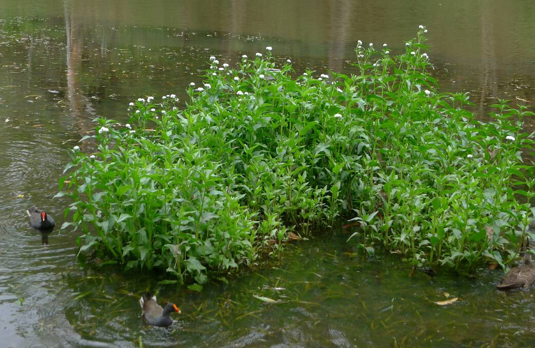 A dense mat of Senegal tea plant on the Hacking River. Picture: John Tann