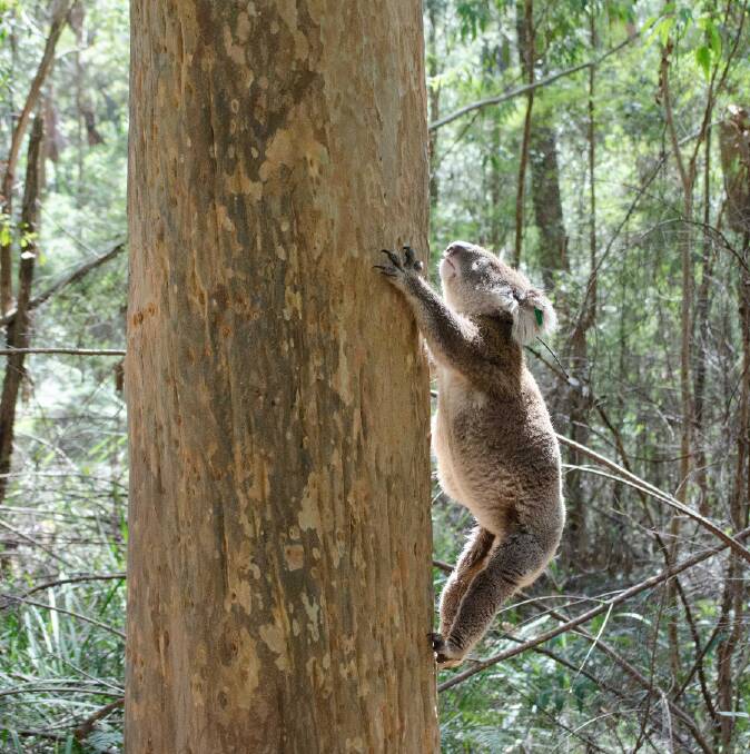 He was off like a rocket when released back into the Wollemi National Park.