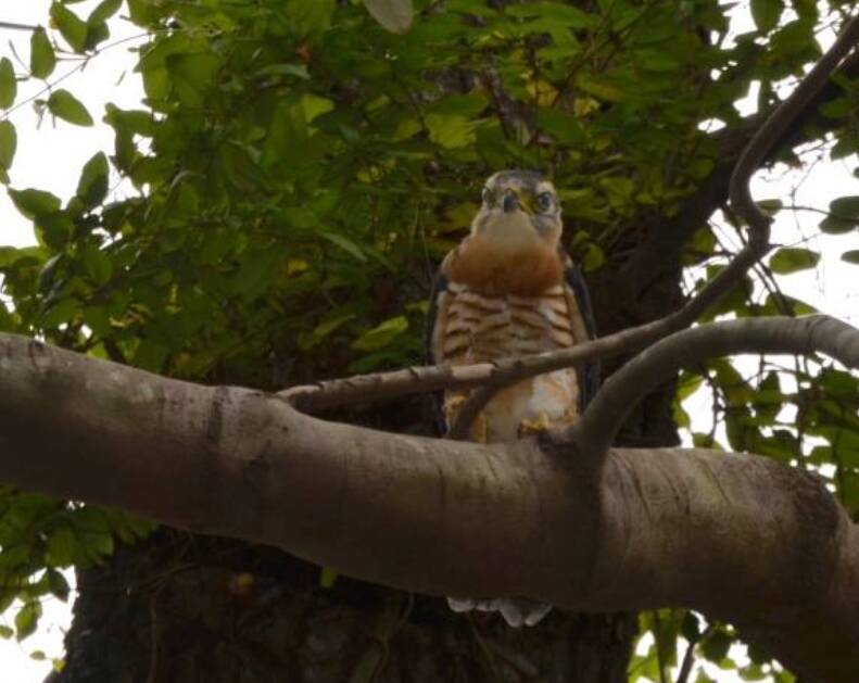 The baby crested hawk in the tree before Mr Philpott got it calling to its parents via use of his bird ID app.