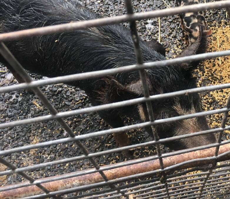 One of the feral pigs found at Rossmore, which had been purchased online.