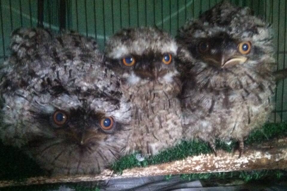 The three baby tawny frogmouths which Mr Philpott brought up to this stage before they were transferred to another volunteer to do the last part, as his aviary was needed for a koala.