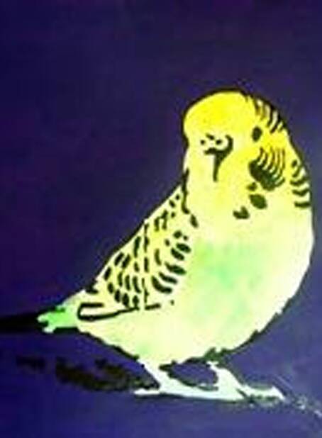 Make a budgie like this one.