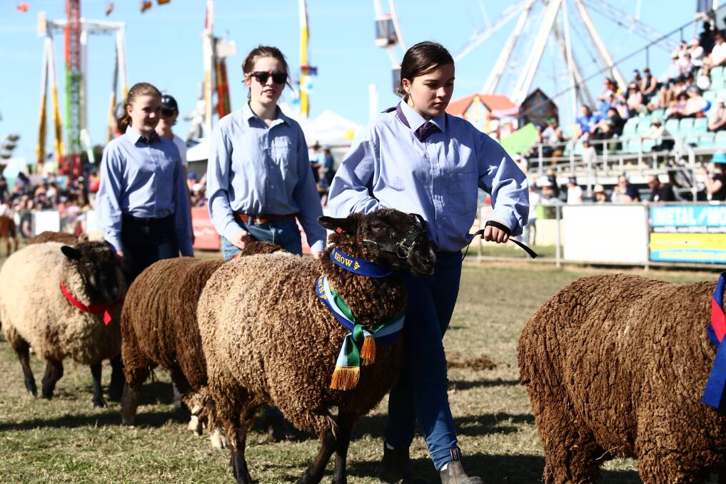 School entries in the sheep categories were one of the stand out aspects of the 2017 show, with increased entries also in honey, dairy goats and alpacas. Picture: Geoff Jones (More pictures p20-23)