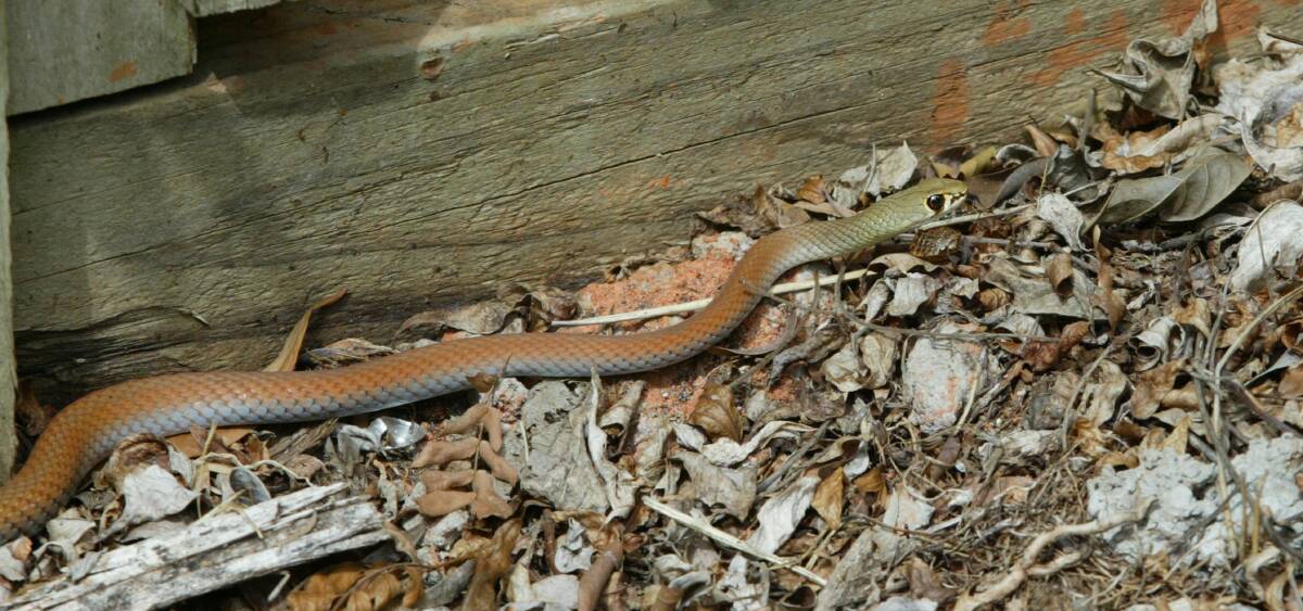 Garden skinks are the main diet of the yellow-faced whip snake.