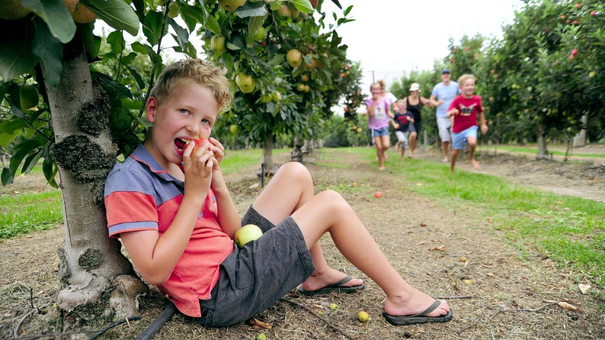 CRUNCH: Cooper Barrett tucks into an apple at Bilpin Fruit Bowl. It's open this weekend to pick your own stonefruit. Picture: Kylie Pitt
