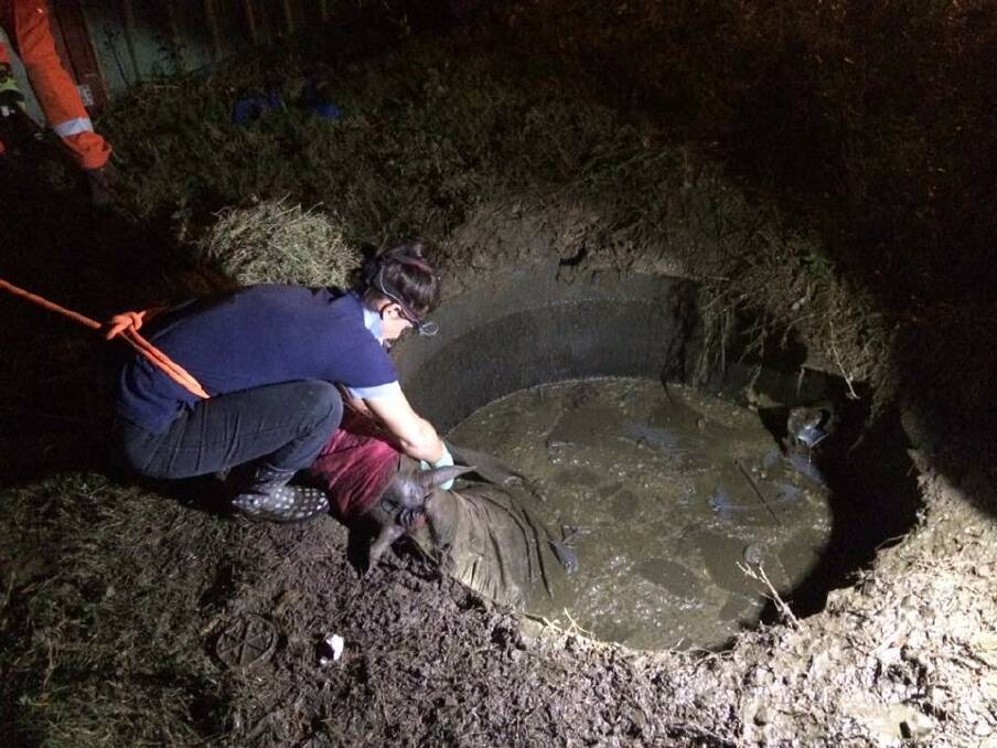 A vet from Agnes Banks Equine Clinic sedates the stockhorse in preparation for her removal from the septic tank at Oakville. Picture: David King