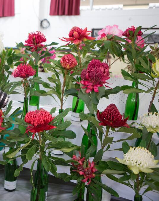 BLOOMIN' MARVELLOUS: These cut waratahs were part of last year's Bilpin Flower Show. Picture: Geoff Jones