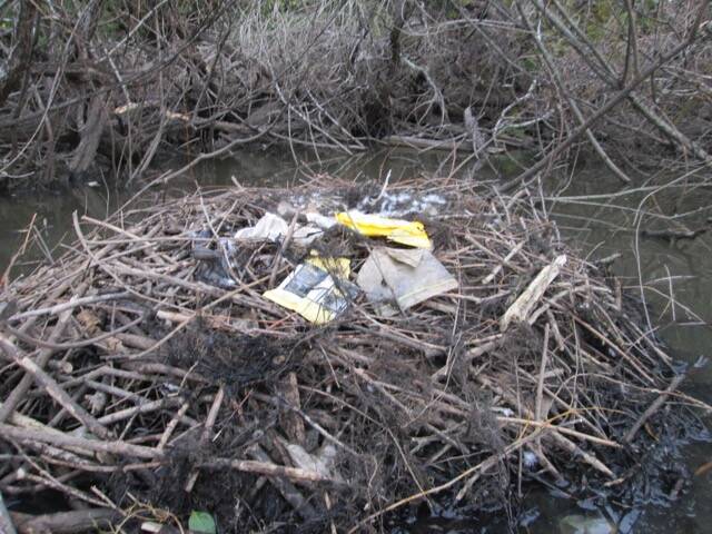 Rubbish on a swan's nest at Pughs Lagoon.