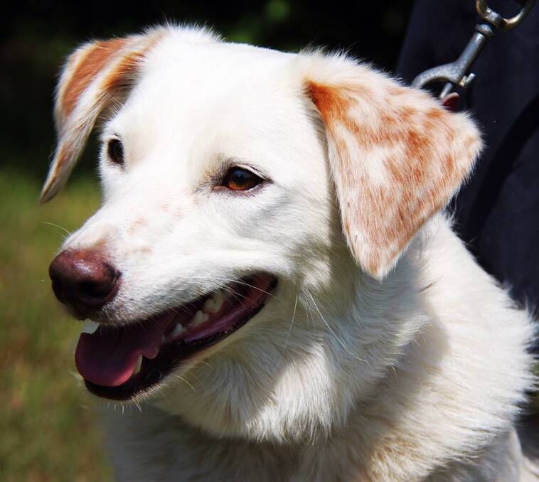 Lottie was adopted from Hawkesbury Companion Animal Shelter. 