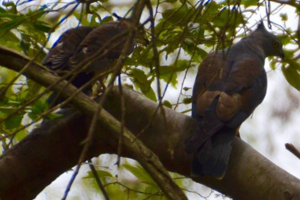 After hearing the baby call out, mum, on the right, appeared and ended up feeding him. 