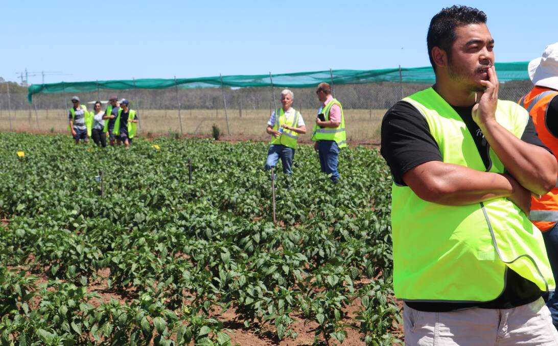 Vegetable farmer Kim Ngov ponders his future practices after seeing the results in the compost trial on Southee Road, Richmond, conducted by Greater Sydney Local Land Services and other bodies.