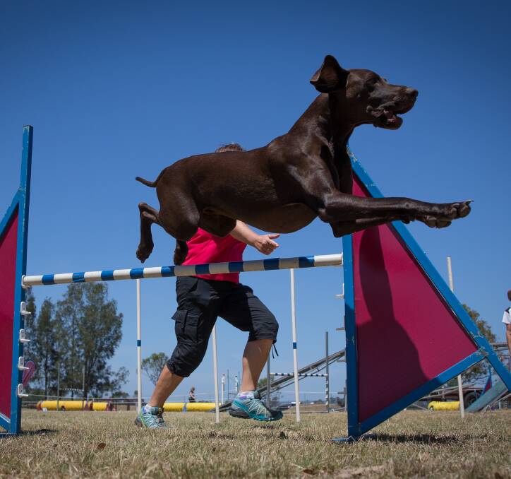 LEAPS AND BOUNDS: Bring your dog to Hawkesbury Showground this Saturday morning for some fun times. Picture: Geoff Jones