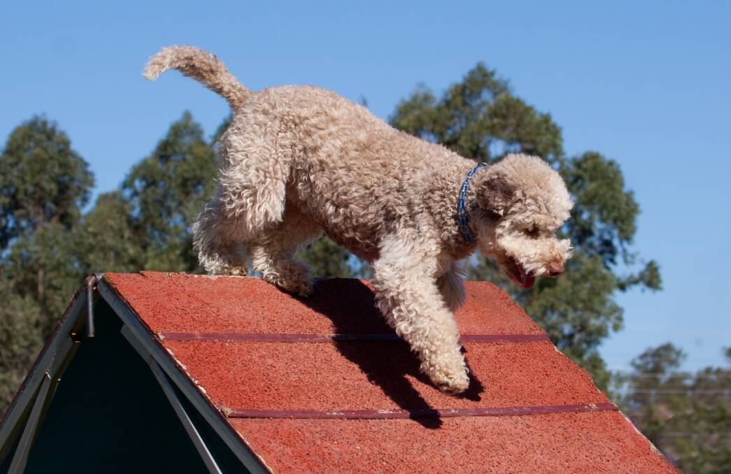 UP AND OVER: One of the happy dogs at a previous Hawkesbury Dog Agility Open Day at Hawkesbury Showground. Picture: Geoff Jones