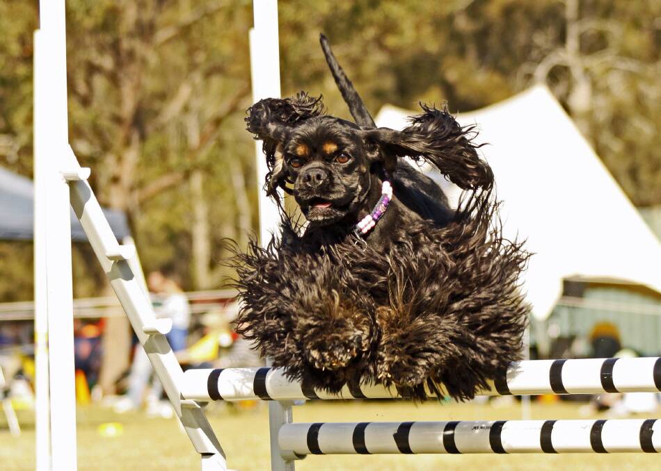 A Hawkesbury Dog Agility Club member at a previous open day in 2014.