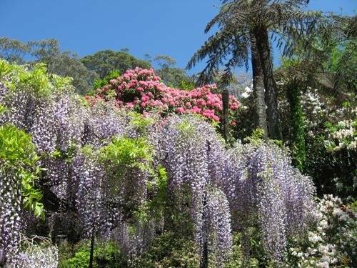 Nooroo is one of the many heartstopping gardens which thrill in spring as well as autumn at Mt Wilson.