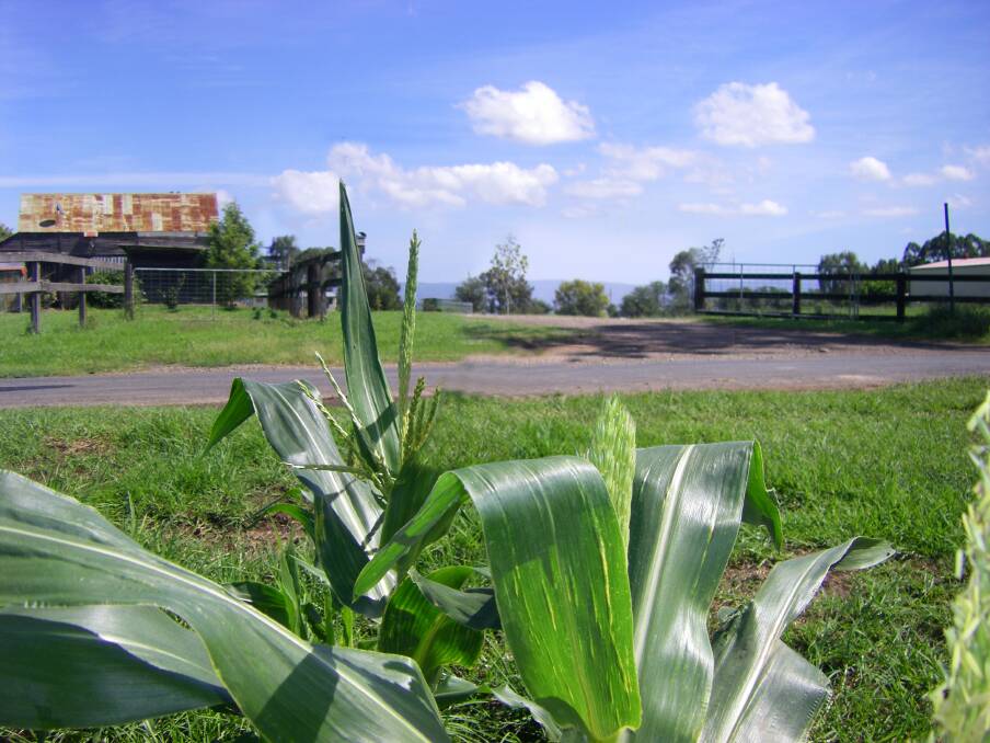 Thomas Gilberthorpe’s early farm (originally that granted to John Fenlow in 1794) at Pitt Town Bottoms, with its corn crop in 2009. Corn has been planted continuously on or near it for 222 years. Picture: Jan Barkley-Jack