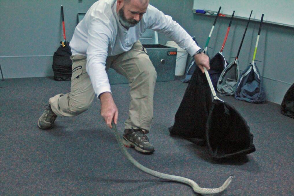 Services and programs officer Nathan Dodwell gets hands on with a slithery customer.
