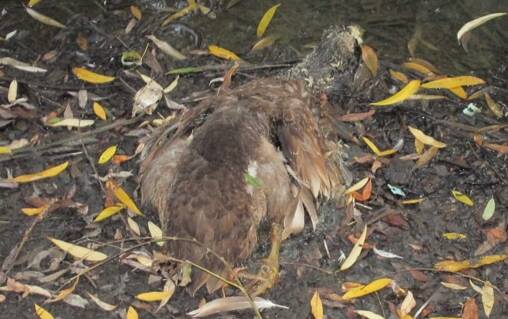 A dead duck at Pughs Lagoon.