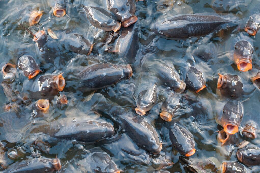 Carping on: have your say on proposed carp control measures using a virus.