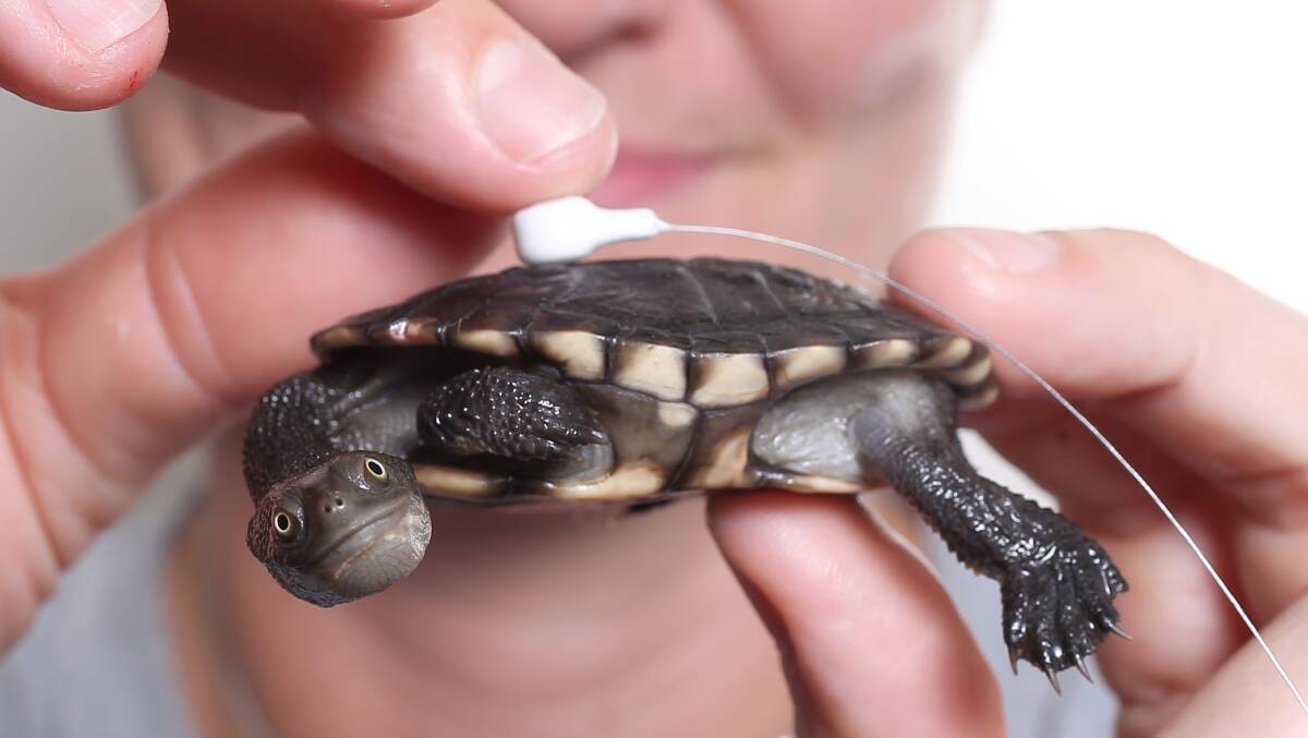 TESTING: Bachelor of Natural and Animal Science student Kathleen O'Keeffe fits a transmitter to an eastern long-necked turtle as part of a turtle tracking project at WSU Hawkesbury Campus. Picture: Geoff Jones 