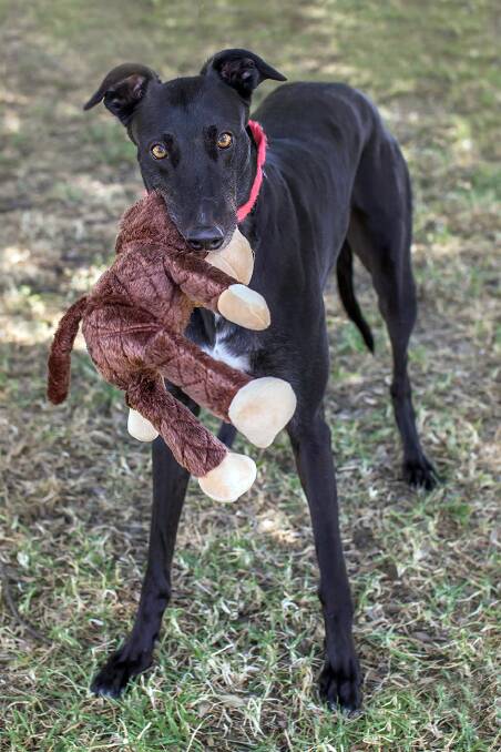 Finding greyhounds loving homes