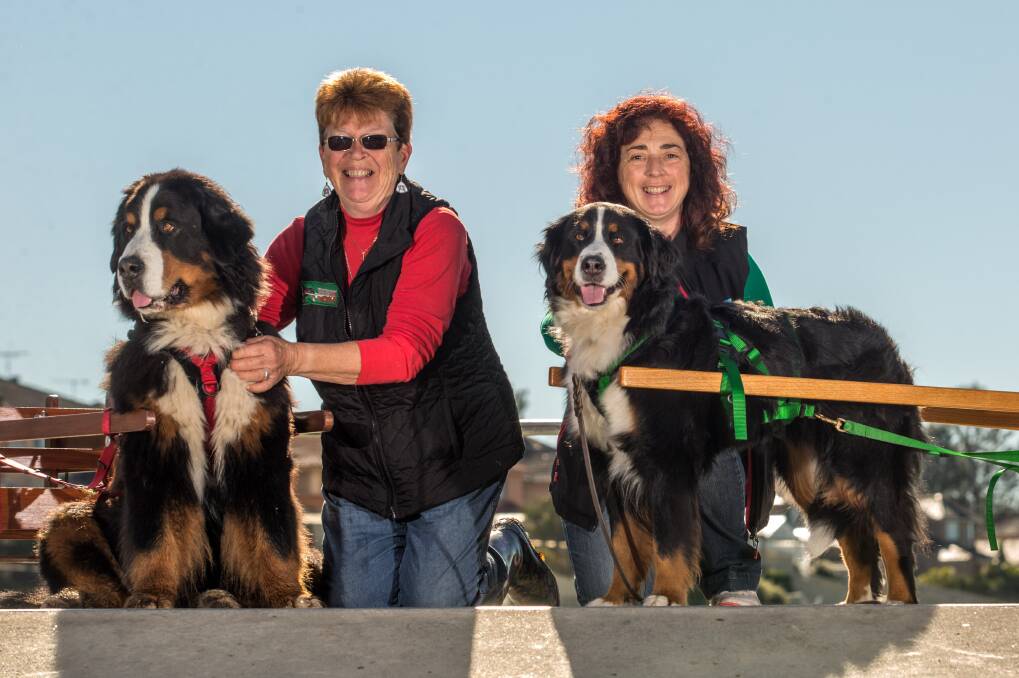 Bernese Mountain Dogs six-year-old Emma (right) with owner Beatriz Insausti from North Richmond, and 7-year-old Quincey with Marion Garnham from Richmond, pictured at Hanna Park. Pictures: Geoff Jones