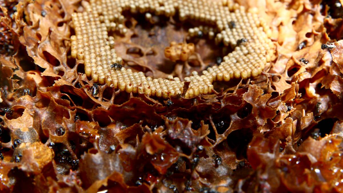 Inside a native stingless bee hive. Picture: Geoff Jones