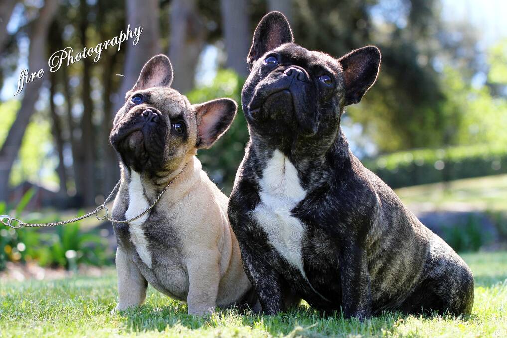 BREEDING STOCK: These Frenchies represent two of the three approved show colours. Picture: Ffire Photography for French Bulldog Club of NSW