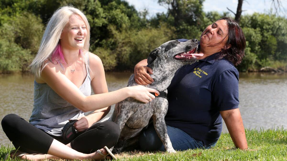 LOVE: Hawkeye the rescue dog loves his new owner Ashlee Sheen and is excited to see his rescuer, Sharon Kitchener. Picture: Geoff Jones 