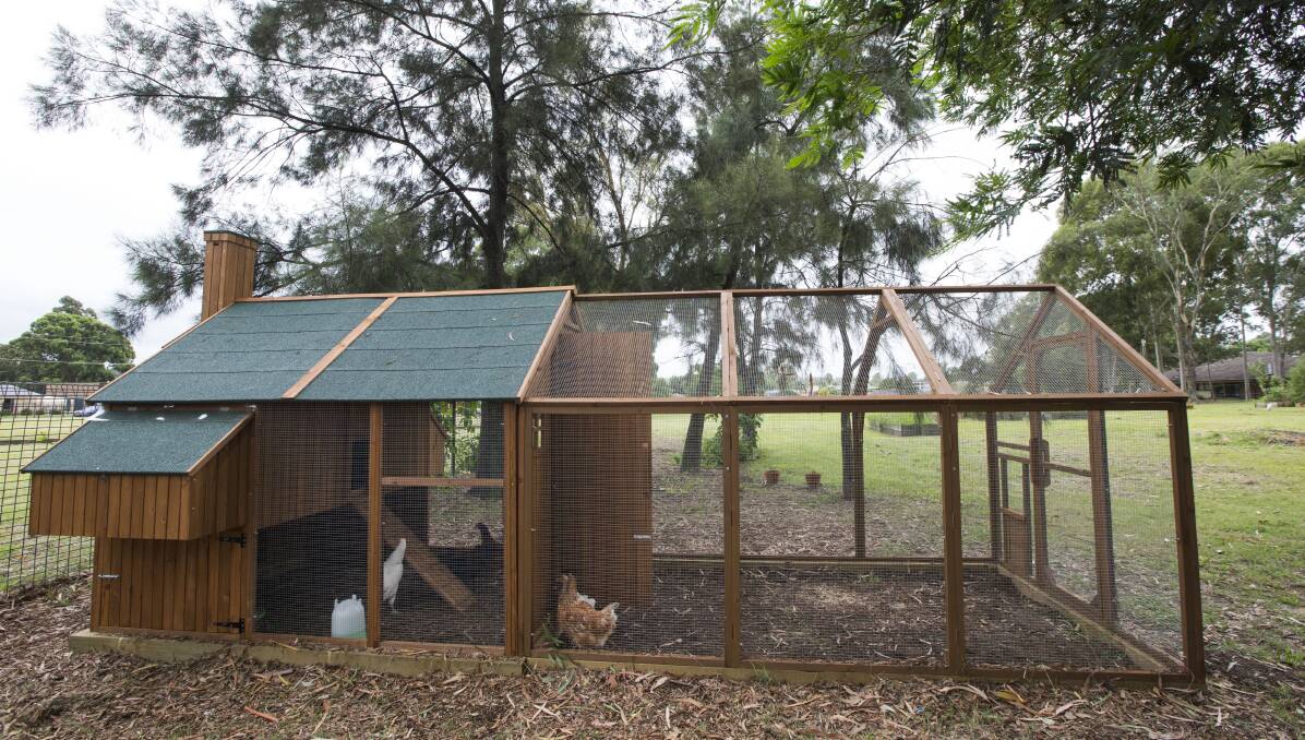NICE PAD: The coop includes an outdoor area and an enclosed run and measures almost six metres long and over two metres wide. Picture: Geoff Jones