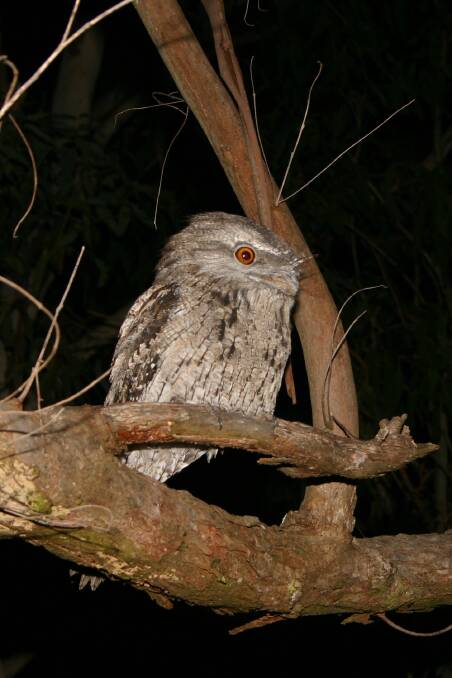 Tawny Frogmouths are found on Jocelyn Howden's Maroota property, which is part of the Glenorie Wildlife Refuge. Picture: Erland Howden