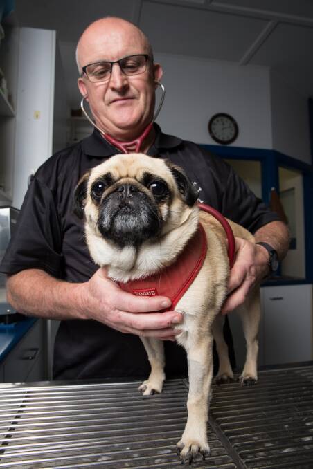 VET CHECKS: Hawkesbury veterinarian Dr Greg Thompson checks Igor the Pug for ticks at his Richmond clinic. Picture: Geoff Jones