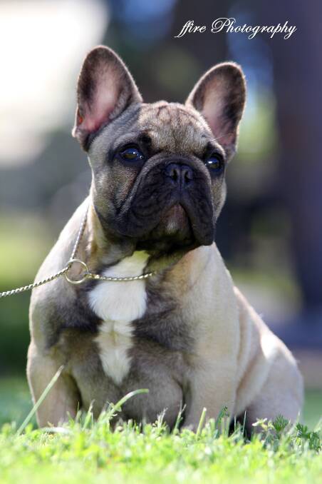 LOVE ME: Frenchies are a brachycephalic breed, meaning they have shorter and wider heads that give their face the popular ‘pushed in’ appearance. Picture: Ffire Photography for French Bulldog Club of NSW