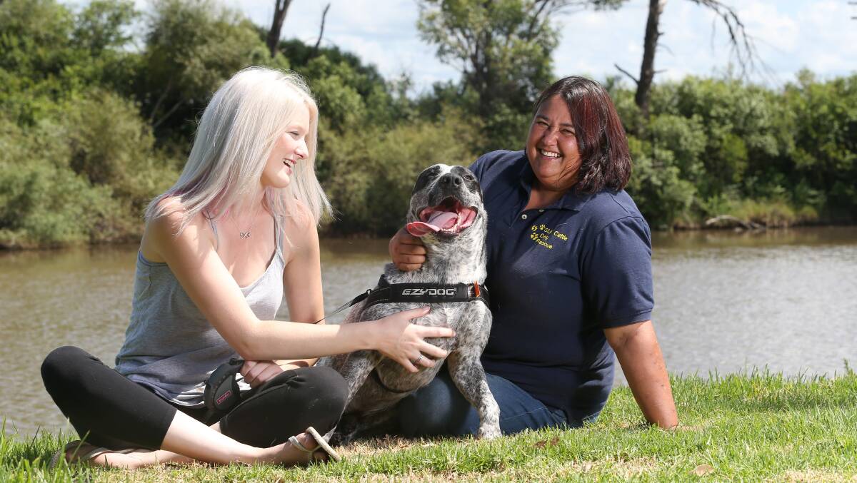REUNION: Hawkeye the dog with his owner Ashlee Sheen are reunited with Hawkeye's rescuer Sharon Kitchener. Picture: Geoff Jones 