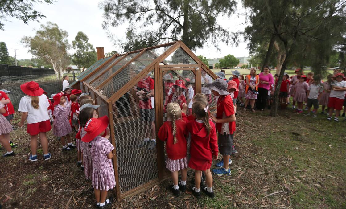 INTRODUCTIONS: Richmond North Public School students check-out the chickens in their new chicken coop. Picture: Geoff Jones