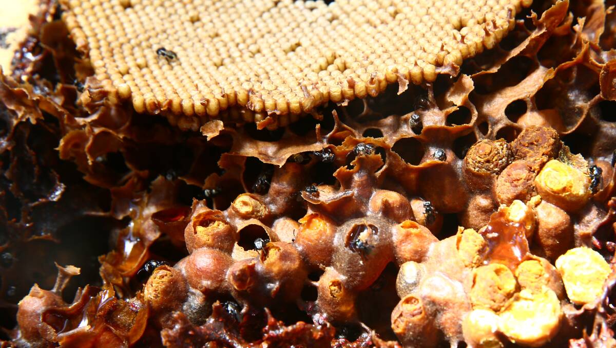 Native stingless bees don't seem to be as susceptible to diseases as European honeybees. Picture: Geoff Jones
