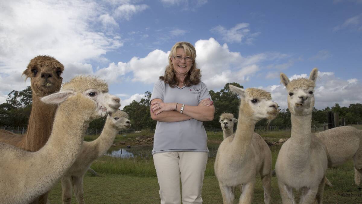 Susan Green gives us a glimpse inside her world, making felted products from the fleece of her 12 alpacas. Pictures: Geoff Jones