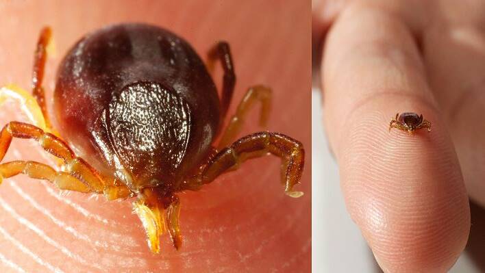 NASTY: The Ixodes holocyclus, commonly known as a paralysis tick, are increasing in number as the weather warms up.