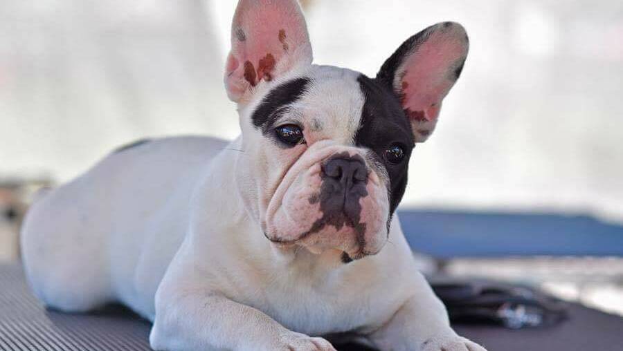 HOT DOG: Frenchie registrations in Australia have risen 92 per cent in a decade. Picture: French Bulldog Club of NSW