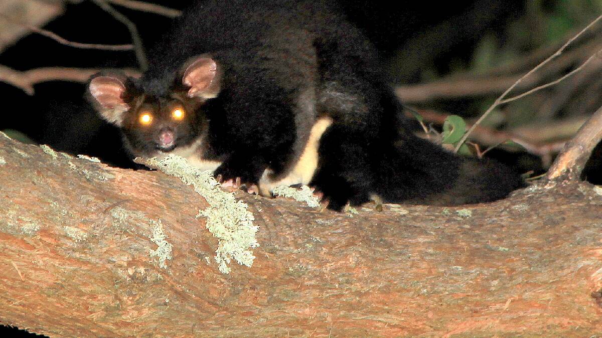 A Greater Glider on Prue Gargano's Mount Tomah property.