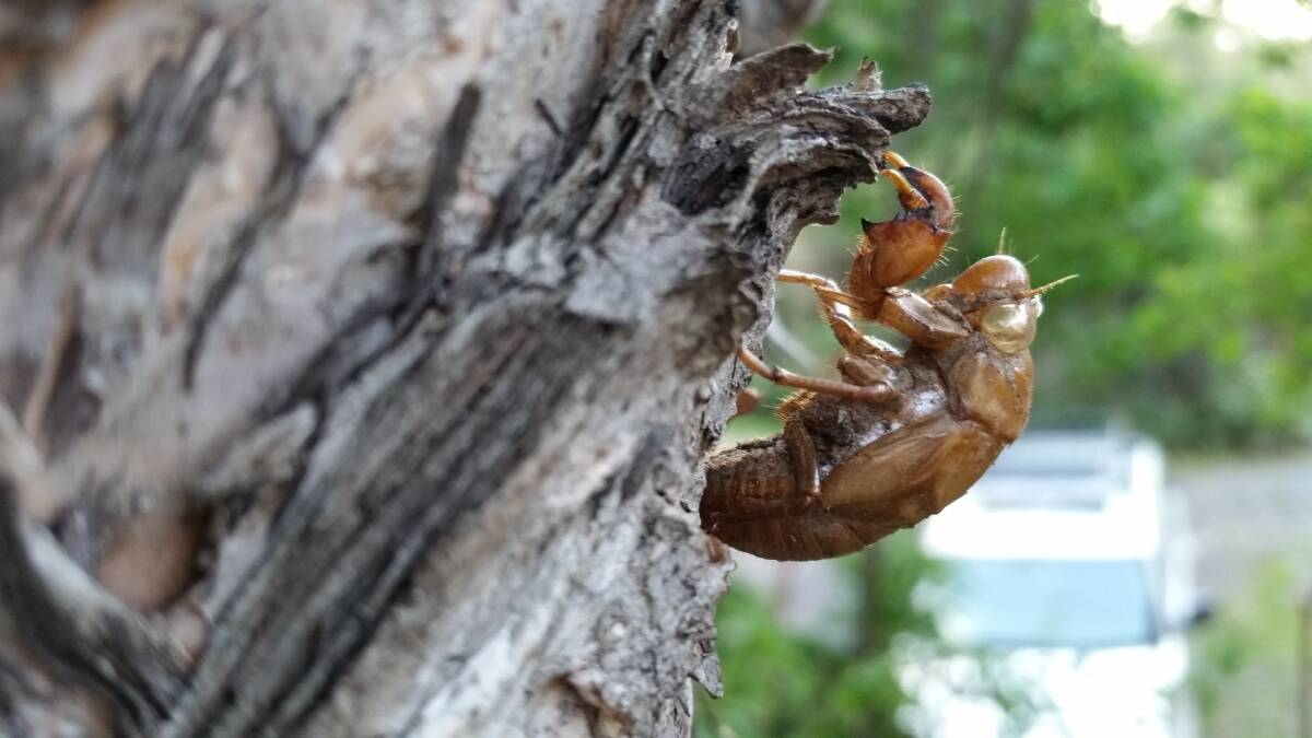 Sights of summer: A cicada shell on a tree at Bowen Mountain. Picture: Sarah Falson