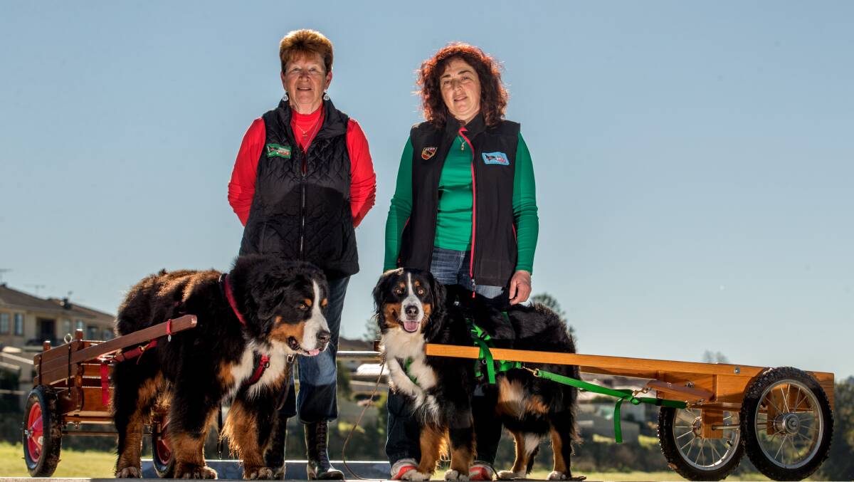 Bernese Mountain Dogs six-year-old Emma (right) with owner Beatriz Insausti from North Richmond, and 7-year-old Quincey with Marion Garnham from Richmond, pictured at Hanna Park. Picture: Geoff Jones