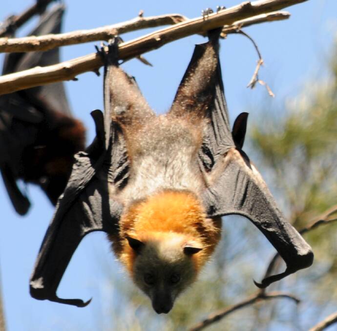 STEER CLEAR: Residents are being warned to avoid contact with flying foxes this summer as they are known carriers of viruses.