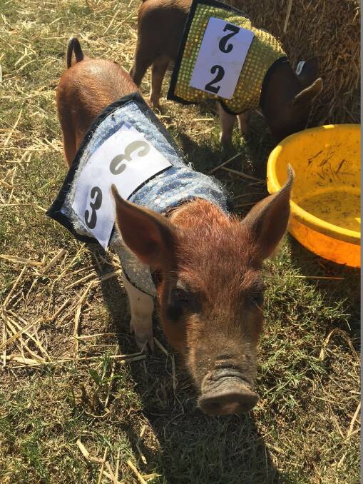 Speed king: Gazza the Gazette pig has already proven he's a show champion, winning today's opening race. Picture: Geoff Jones