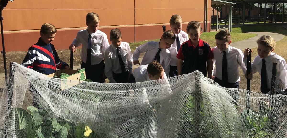 HELPING HANDS: Year 6 students harvesting vegetables they had grown especially for HHH.