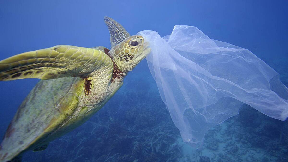 A sea turtle with a plastic bag on its nose in Cairns, Queensland. Picture: Troy Mayne