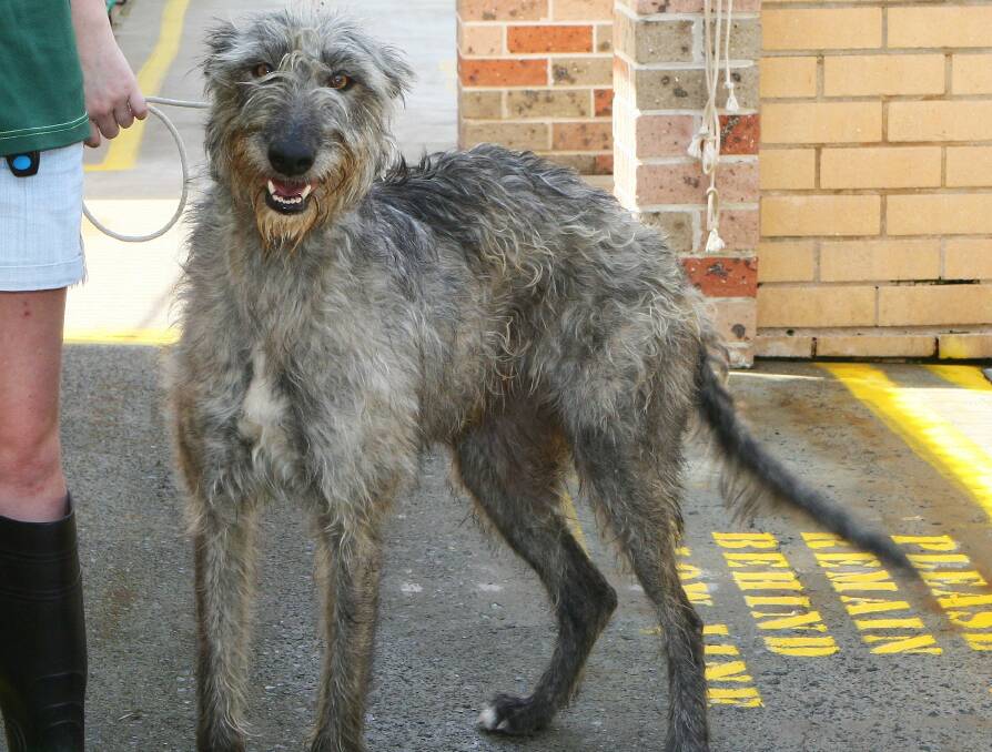 An eight-year-old female Staghound, which came through Hawkesbury Companion Animal Shelter.