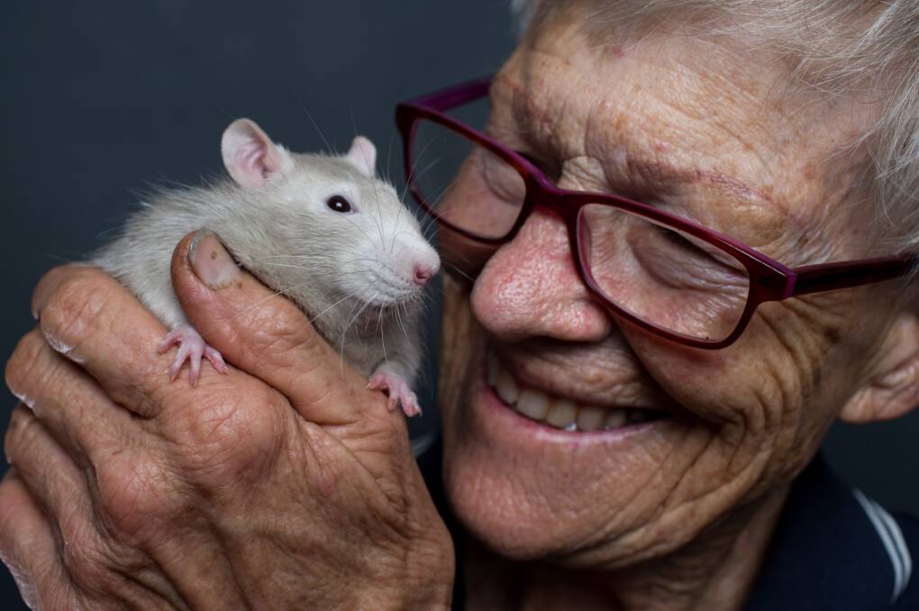 Show success: Rat owner Sandra McLean with her prize rat Lucy Lou Crackdown at her Oakville home. Picture: Geoff Jones.