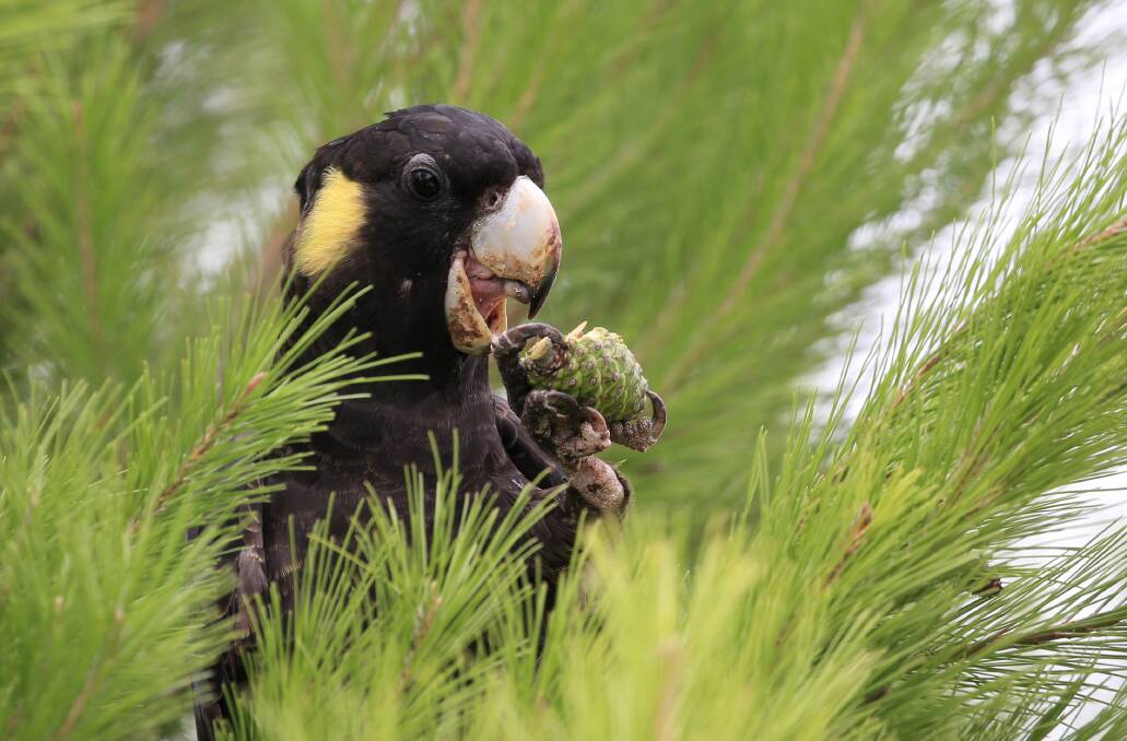A Yellow Tailed Black Cockatoo feeds on pine cones in Richmond. Picture: Geoff Jones.
