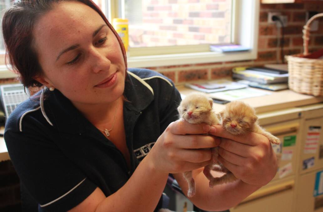 RESCUED: Lana Babazogli of Kurmond Veterinary Clinic with the two tiny kittens that are being cared for by staff.